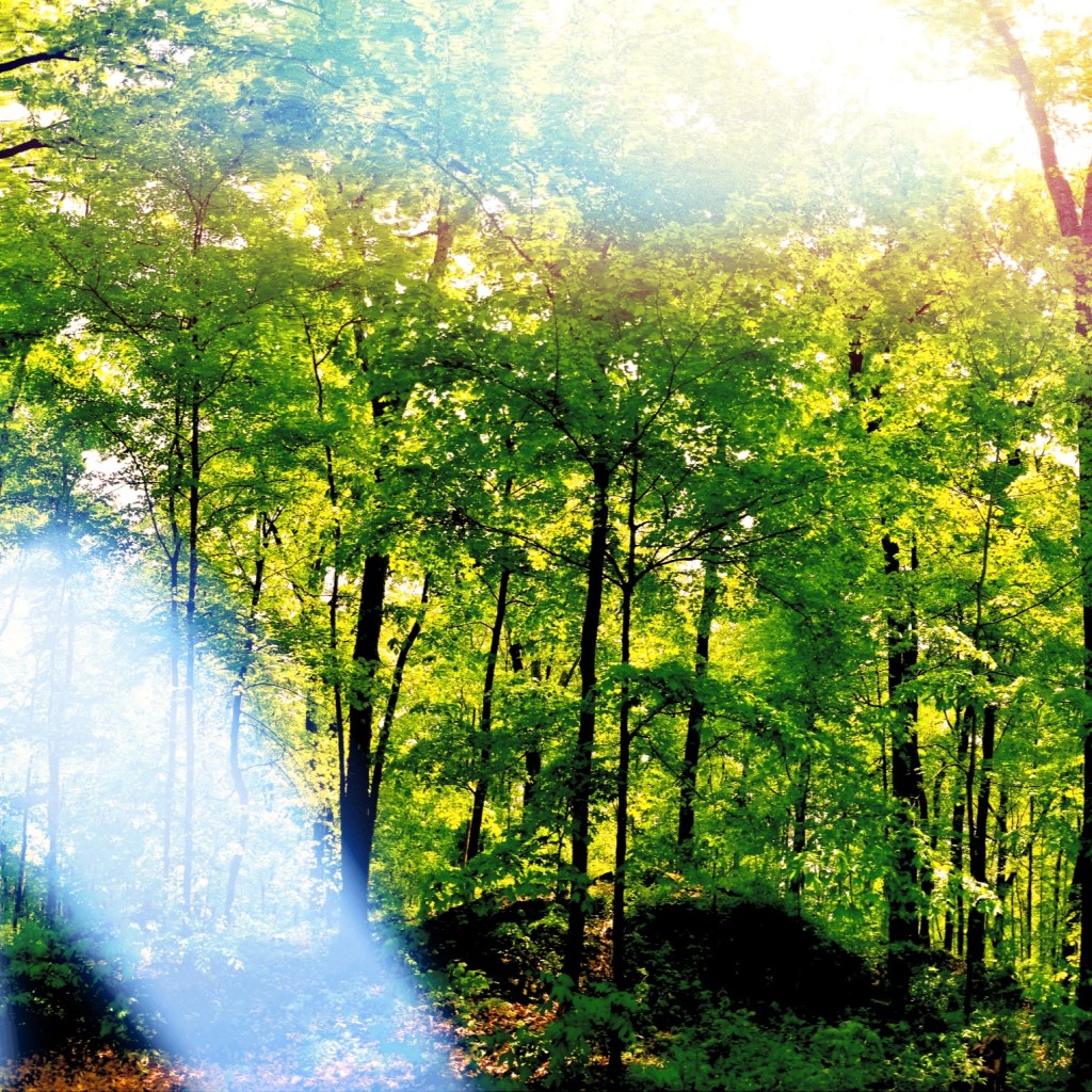The Forest and&nbsp;I
