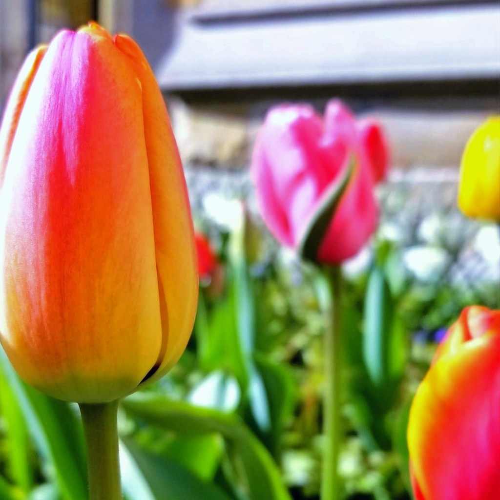 Tulips
